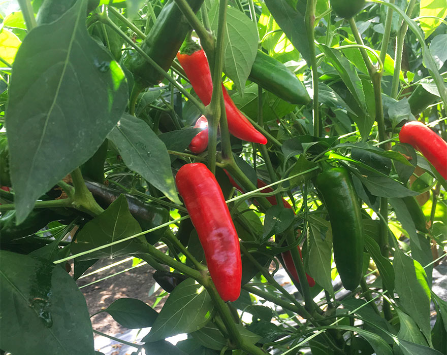 Our Chillies