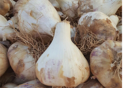 Our Garlic
