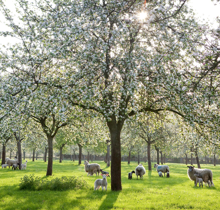 Sheep grazing in the orchard